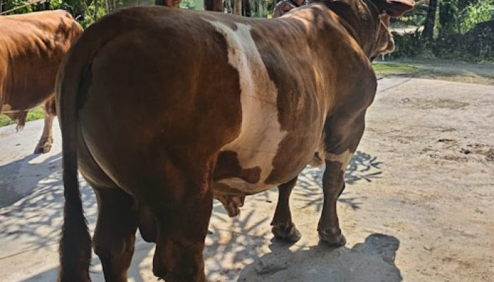 Ini Dia Sapi Kurban Prabowo di Indragiri Hulu