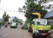 Antisipasi Pohon Tumbang, Pemkot Tangerang Pangkas Pohon di Beberapa Titik