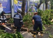 Petugas Gabungan Evakuasi Pohon Tumbang di Kota Tangerang
