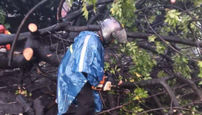 Cuaca Ekstrem, Petugas Gabungan Evakuasi Pohon Tumbang