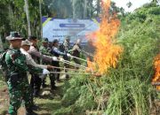 BNN Musnahkan 69 Ton Ganja di Aceh Utara