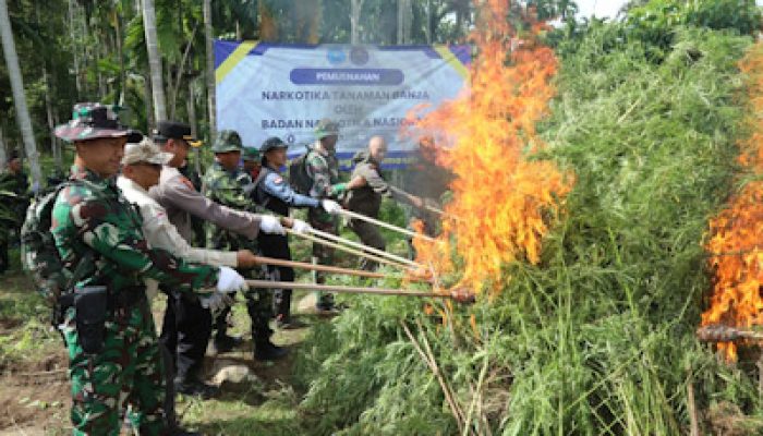 BNN Musnahkan 69 Ton Ganja di Aceh Utara