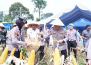 Polda Banten Panen 29,5 Ton Jagung