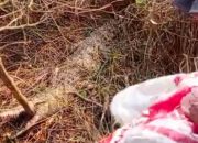 Penemuan Buaya Gegerkan Warga Desa Budimulya