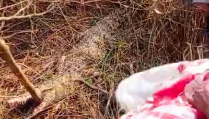 Penemuan Buaya Gegerkan Warga Desa Budimulya