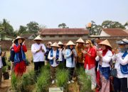 Kabupaten Serang Pilot Project Kampung Holtikultura