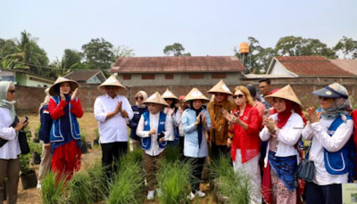 Kabupaten Serang Pilot Project Kampung Holtikultura