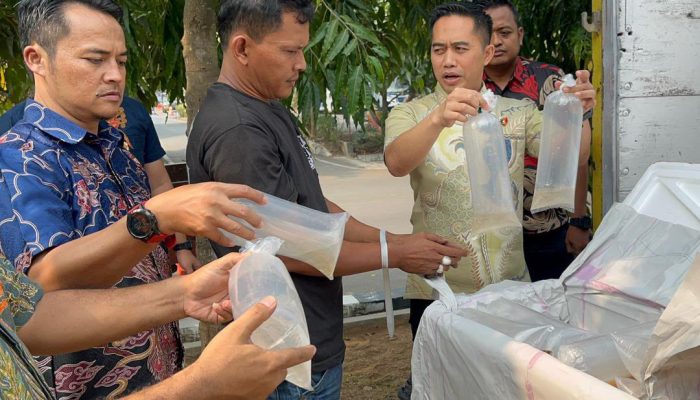 Polda Banten Gagalkan Pengiriman 150 Ribu Benih Bening Lobster