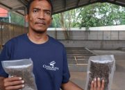 Dari Lalat Amerika ke CitraRaya, Ketika Maggot Bekerja Mengunyah Sampah