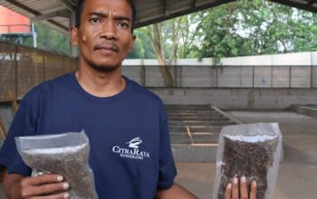 Dari Lalat Amerika ke CitraRaya, Ketika Maggot Bekerja Mengunyah Sampah