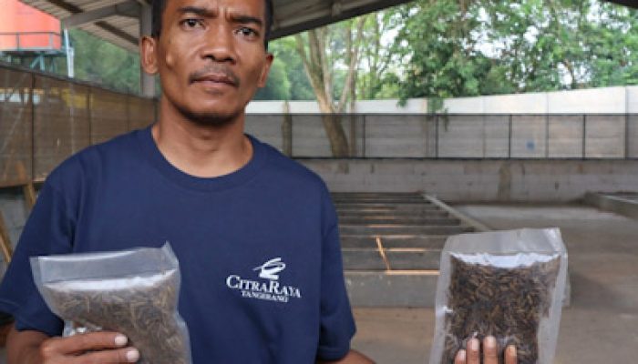 Dari Lalat Amerika ke CitraRaya, Ketika Maggot Bekerja Mengunyah Sampah
