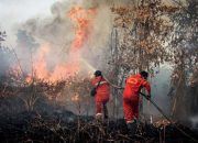Dewan Fatwa Al Washliyah Tegaskan Pembakaran Hutan dan Lahan Hukumnya Haram