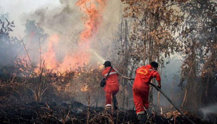 Dewan Fatwa Al Washliyah Tegaskan Pembakaran Hutan dan Lahan Hukumnya Haram